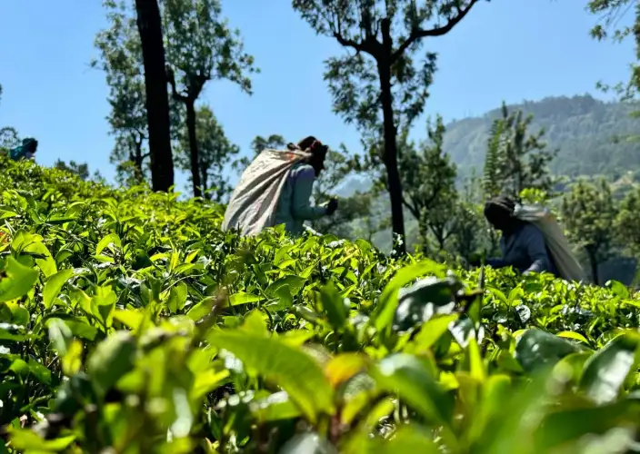 Encuentros insólitos en el país del oro verde - Inmersión en las plantaciones de té - Photo du jour