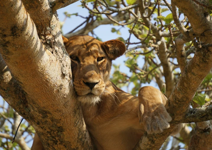 14-Day Grand Uganda Safari Experience - Transfer to Ishasha – Queen Elizabeth National Park - Photo of the day