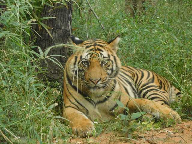 Echos aus dem Dschungel: Safari im Bandhavgarh-Reservat