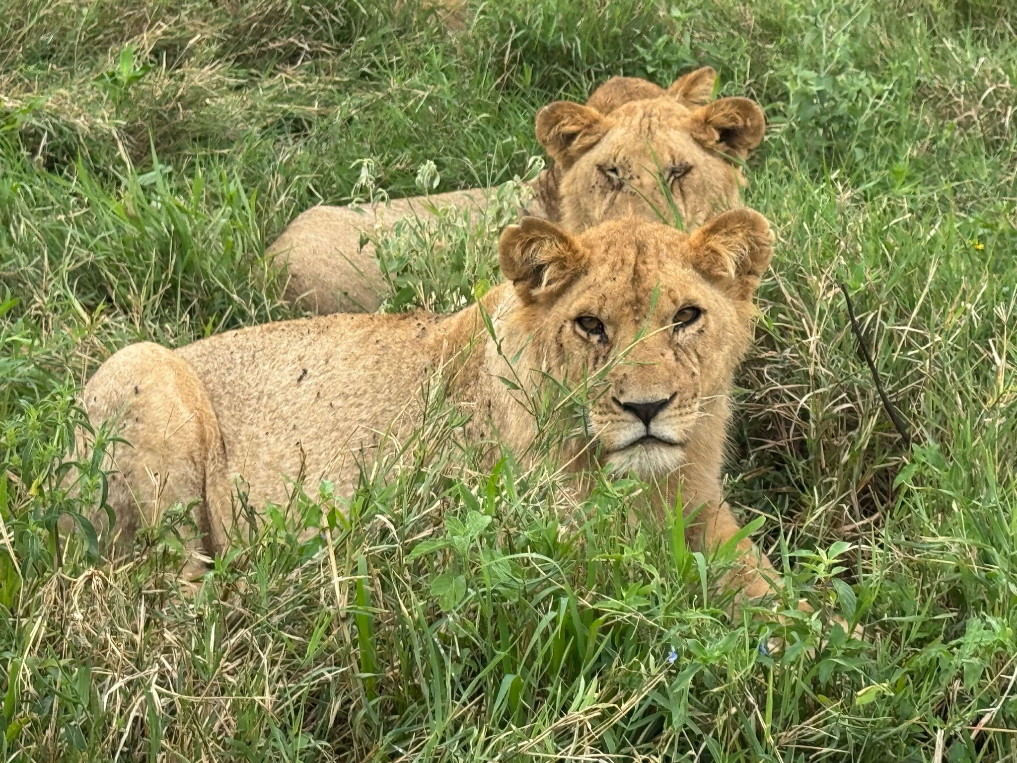 Aventura clásica de safari en Tanzania de 7 días - Karatu – Parque Nacional del Serengeti (Serengeti Central) - Foto van de dag