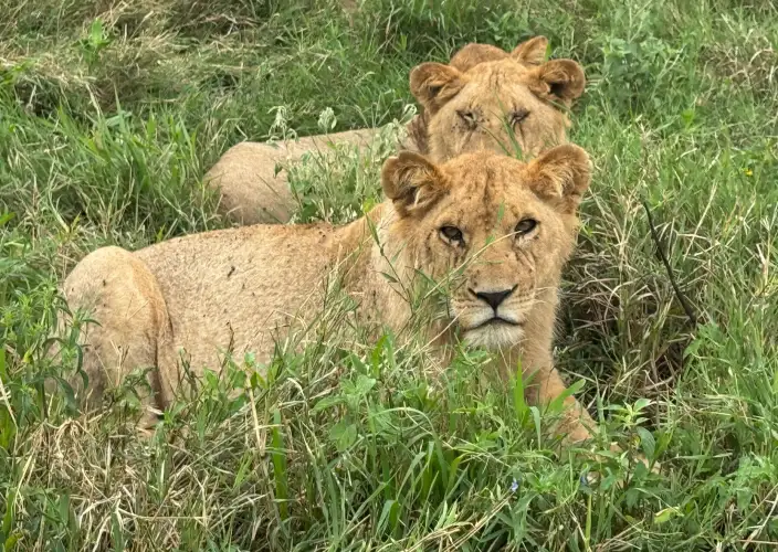 Aventure classique de safari de 7 jours en Tanzanie - Karatu – Parc national du Serengeti (Séronera, centre du Serengeti) - Photo du jour