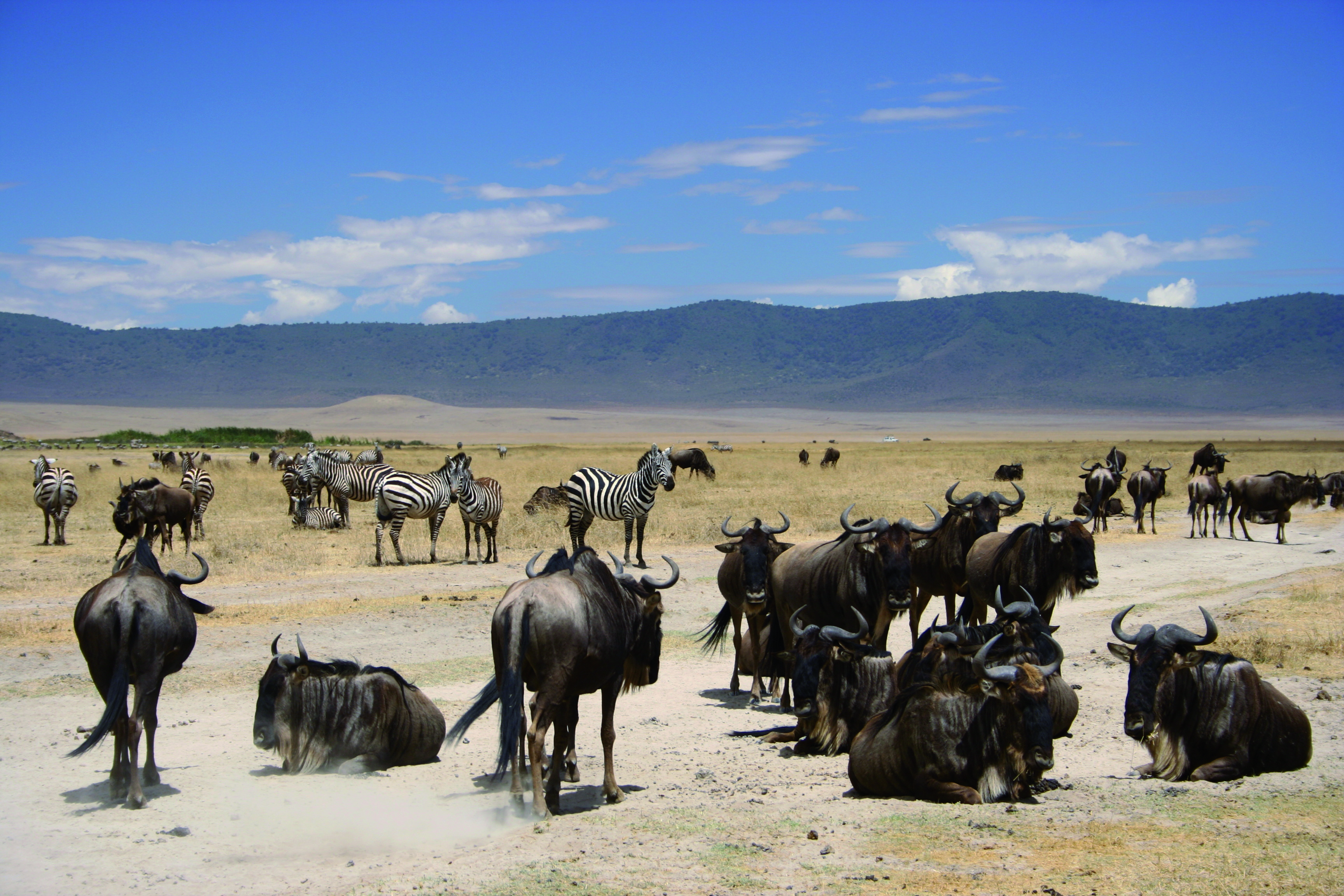 6 dagen safari om de migratie van de gnoes in de Serengeti, in Tanzania, te observeren. - Centraal Serengeti Nationaal Park - Parc national du Serengeti central