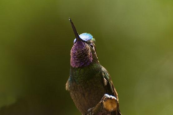 Fauna, flora e relax – un soggiorno vario ed economico - Dal vulcano Arenal verso la regione di Monteverde - Du volcan arenal vers la region de Monteverde