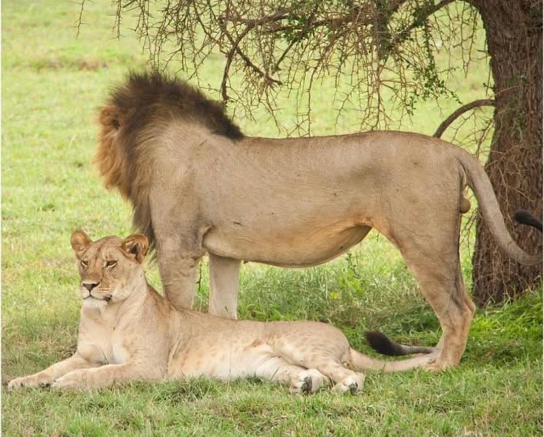 8-Day Safari & Beach Getaway in Tanzania - Crater Tour & Flight to Zanzibar - Photo of the day