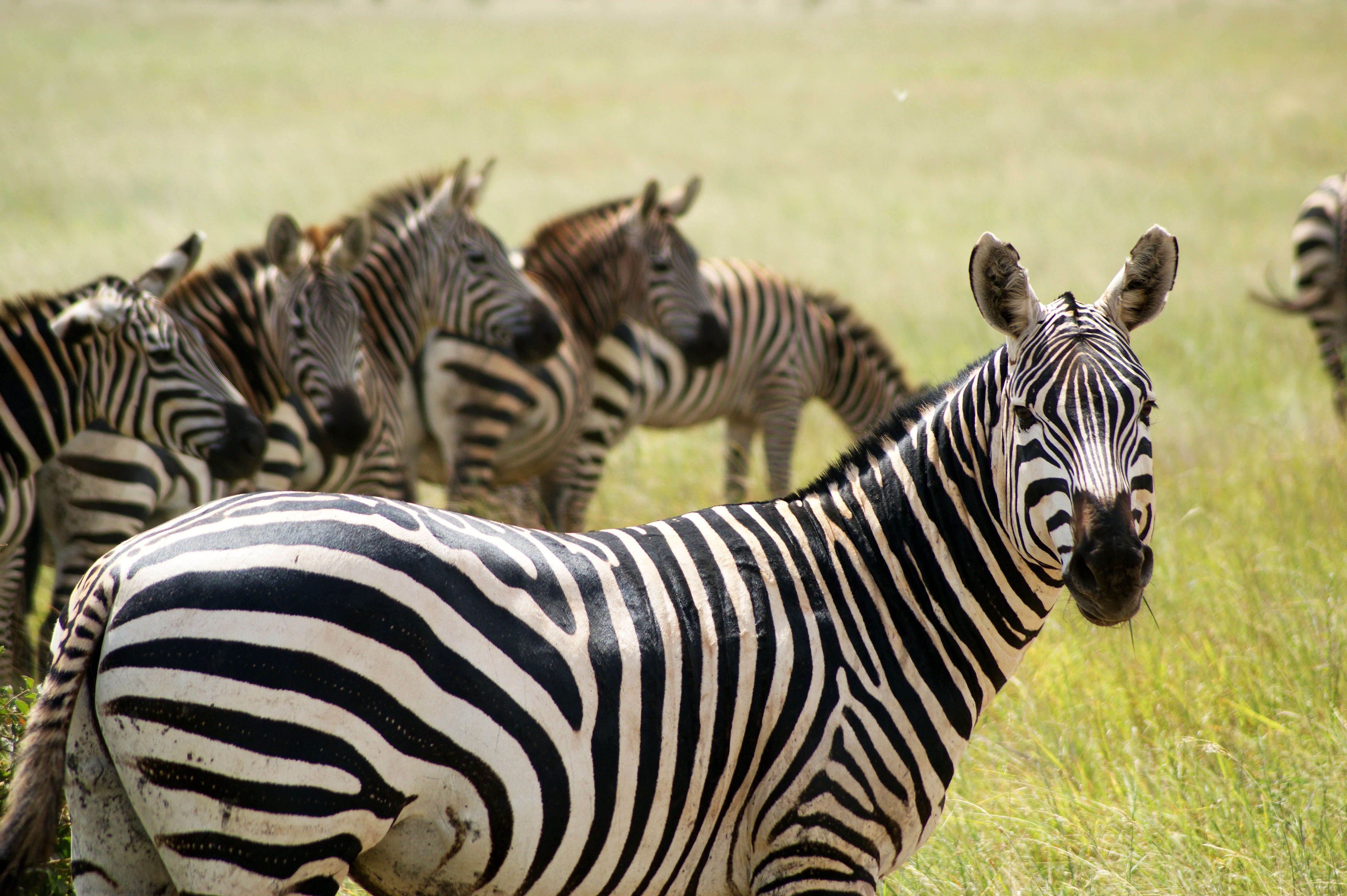 Magic of Kenya with the family - Masai Mara - Masai Mara