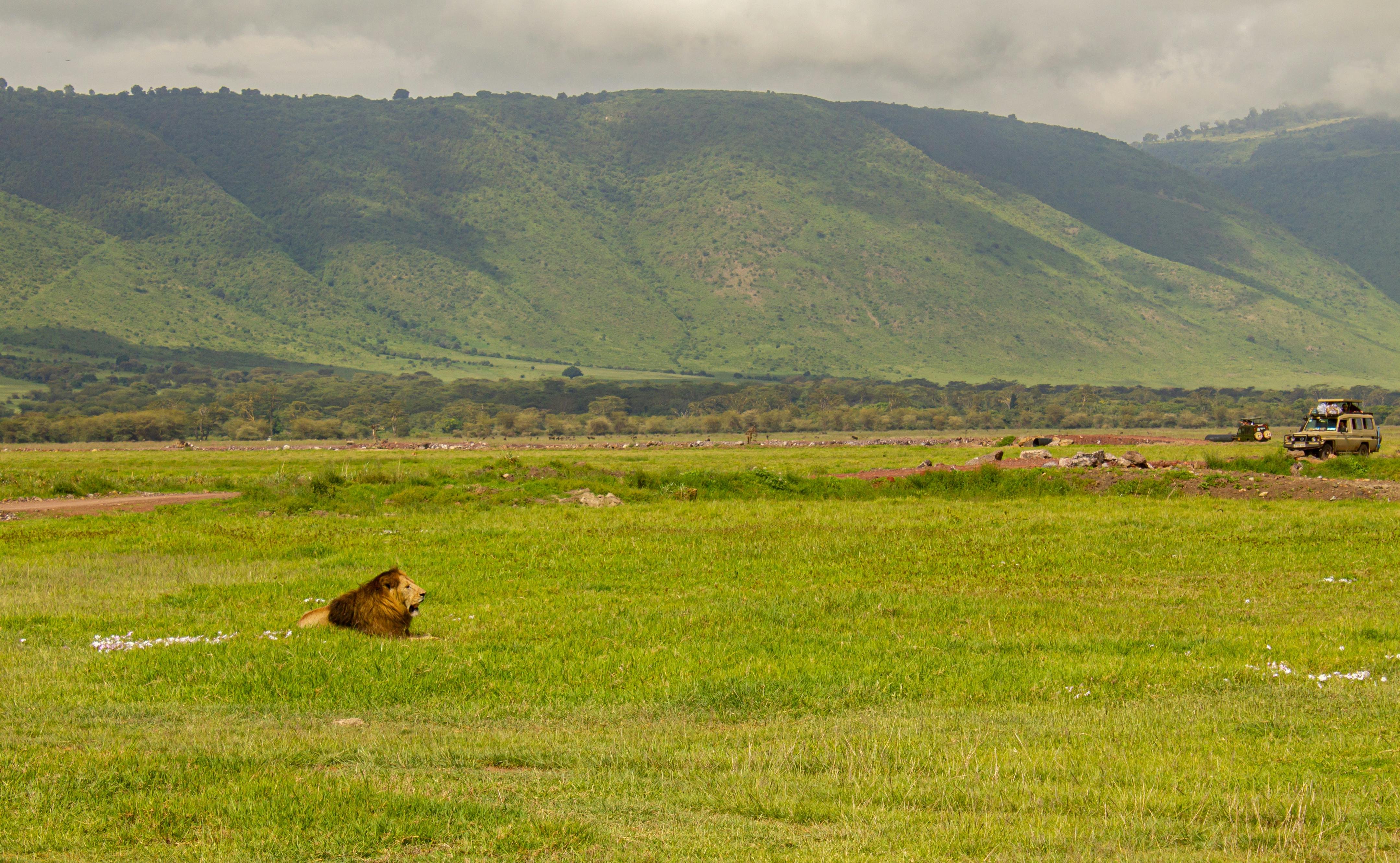 Beach & Bush: The Ultimate 5-Day Safari Experience - Ngorongoro Crater - Full-Day Game Drive - ngorongoro crater