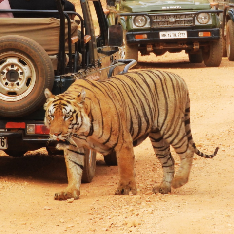 Reservas de Tigres de Pench y Kanha: Experimenta los Mejores Safaris de Tigres en India