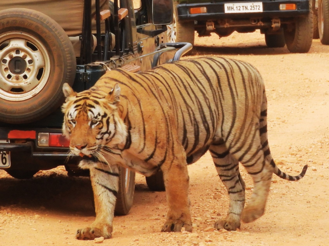 Reservas de Tigres de Pench e Kanha: Experimente os Melhores Safáris de Tigres na Índia