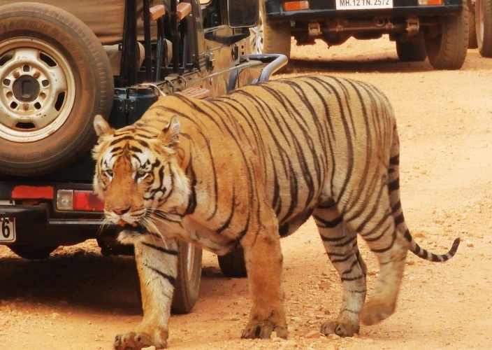 Pench- und Kanha-Tigerreservate: Erleben Sie die besten Tigersafaris in Indien - 2 zusätzliche private Safaris im Pench Tiger Reserve - Tagesfoto