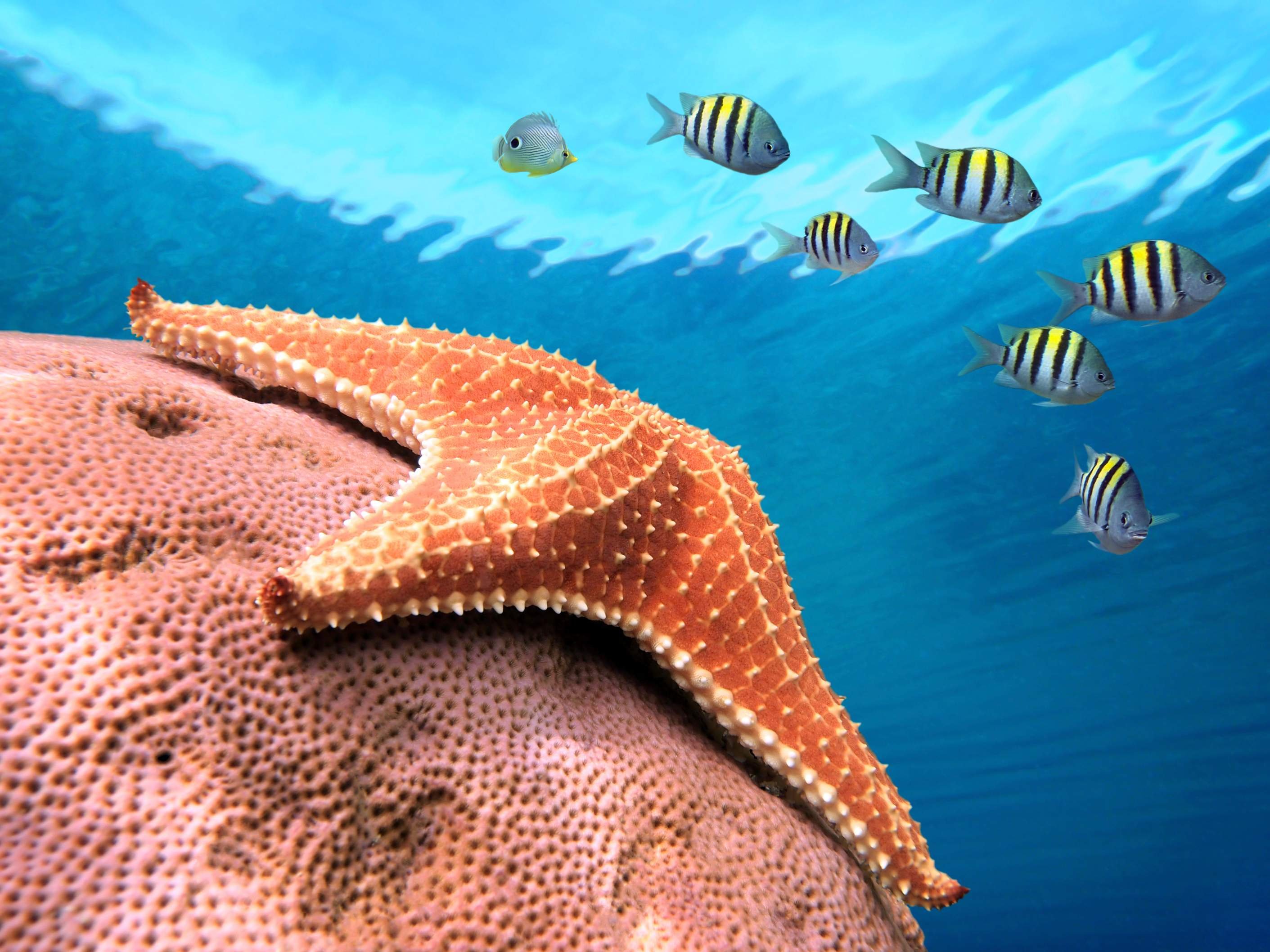 Pacifique idyllique - Pavones - Pavones