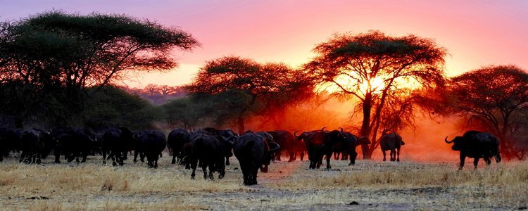 11-day combined safari in Tanzania and Kenya. - Arusha - Tarangire National Park - Arusha - Parc National du Tarangiré