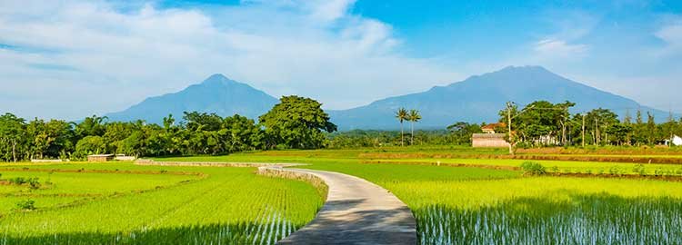 Entre temples et volcans, de Java à Bali - Au cœur des rizières en terrasses - Au cœur des rizières en terrasses