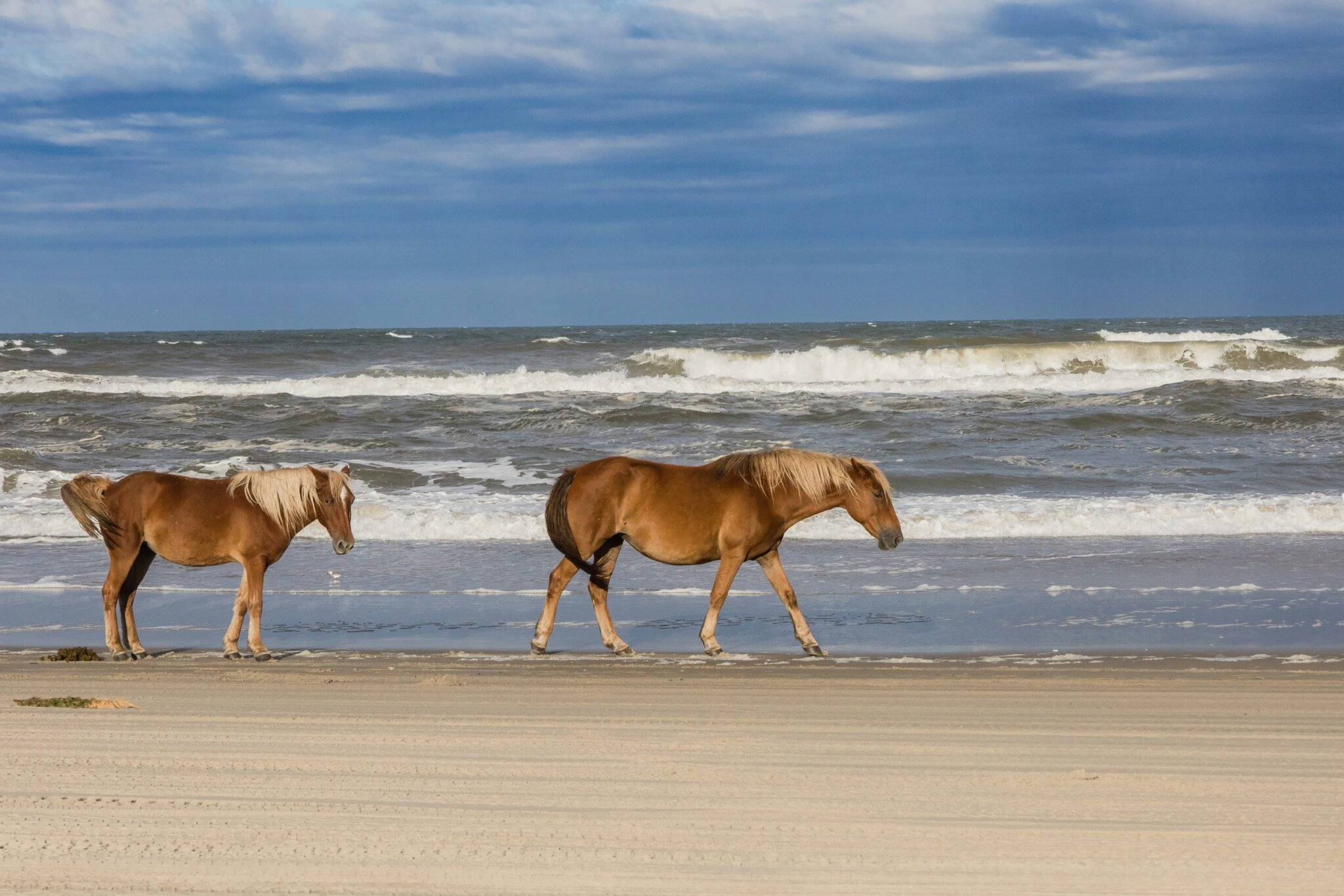 Roadtrip nelle Caroline: montagne, spiagge e città affascinanti - Spiagge e dune degli Outer Banks - Foto del giorno