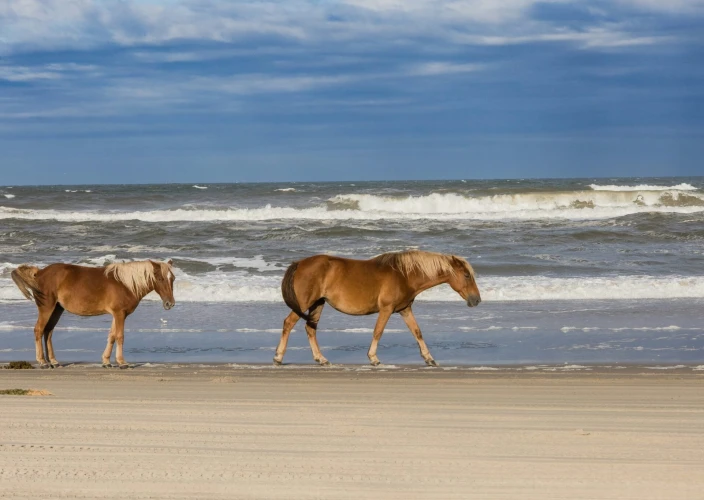 Roadtrip dans les Carolines : montagnes, plages et villes de charme - Plages et dunes des Outer Banks - Photo du jour