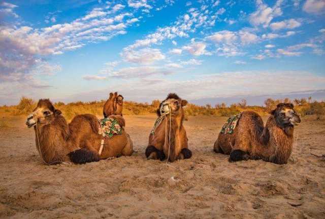 Nas pegadas das rotas caravaneiras da Seda