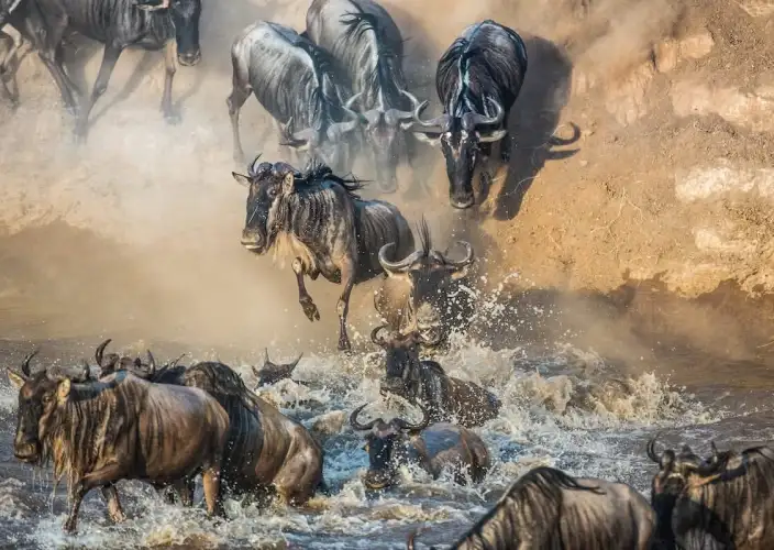 Esperienza Safari della Grande Migrazione di 7 Giorni - Un altro giorno intero a Kogatende vicino al fiume Mara - Foto del giorno
