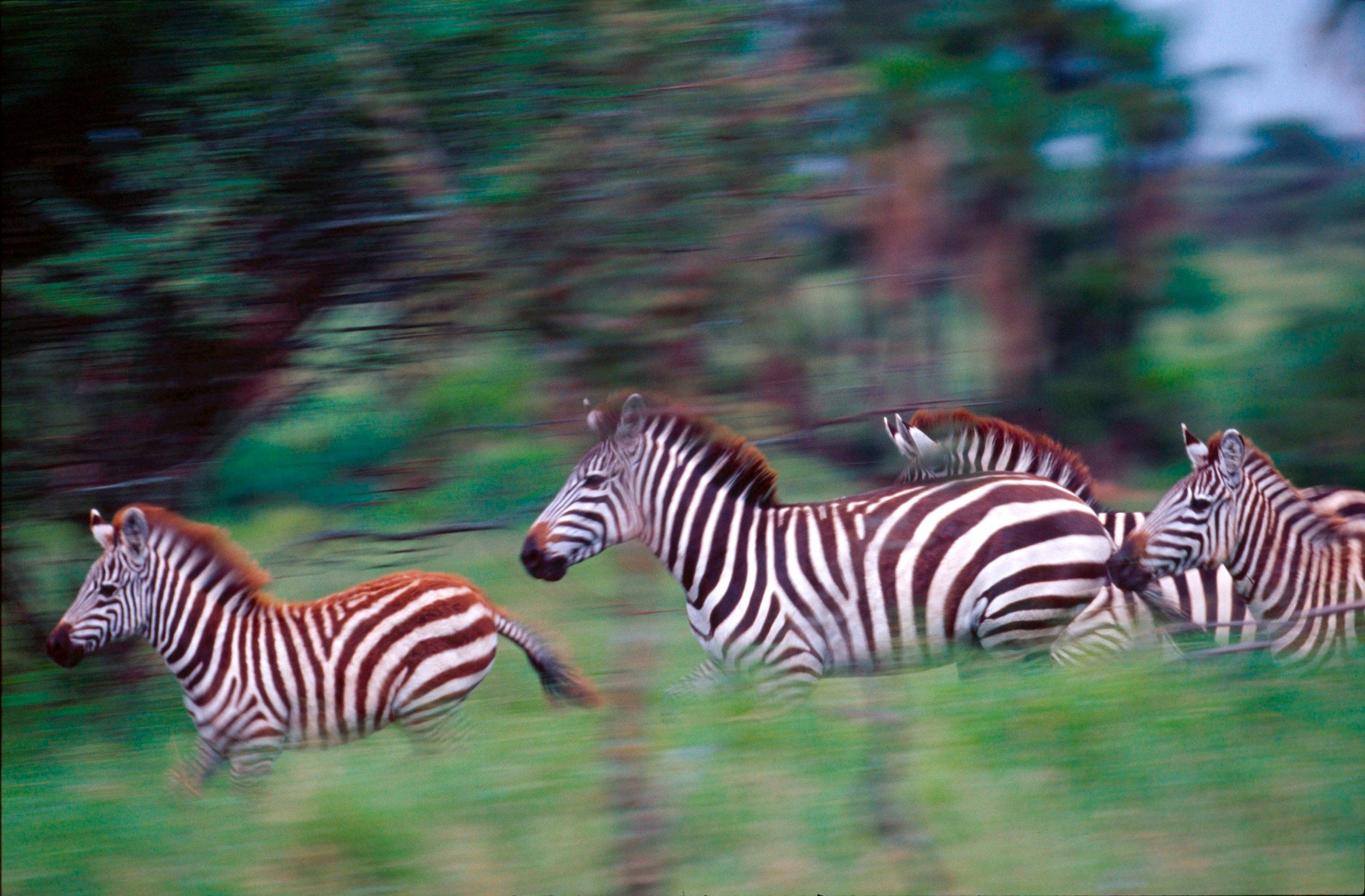 Safari in Ngorongoro wild camp - Lake Manyara National Park - Parc national du lac Manyara