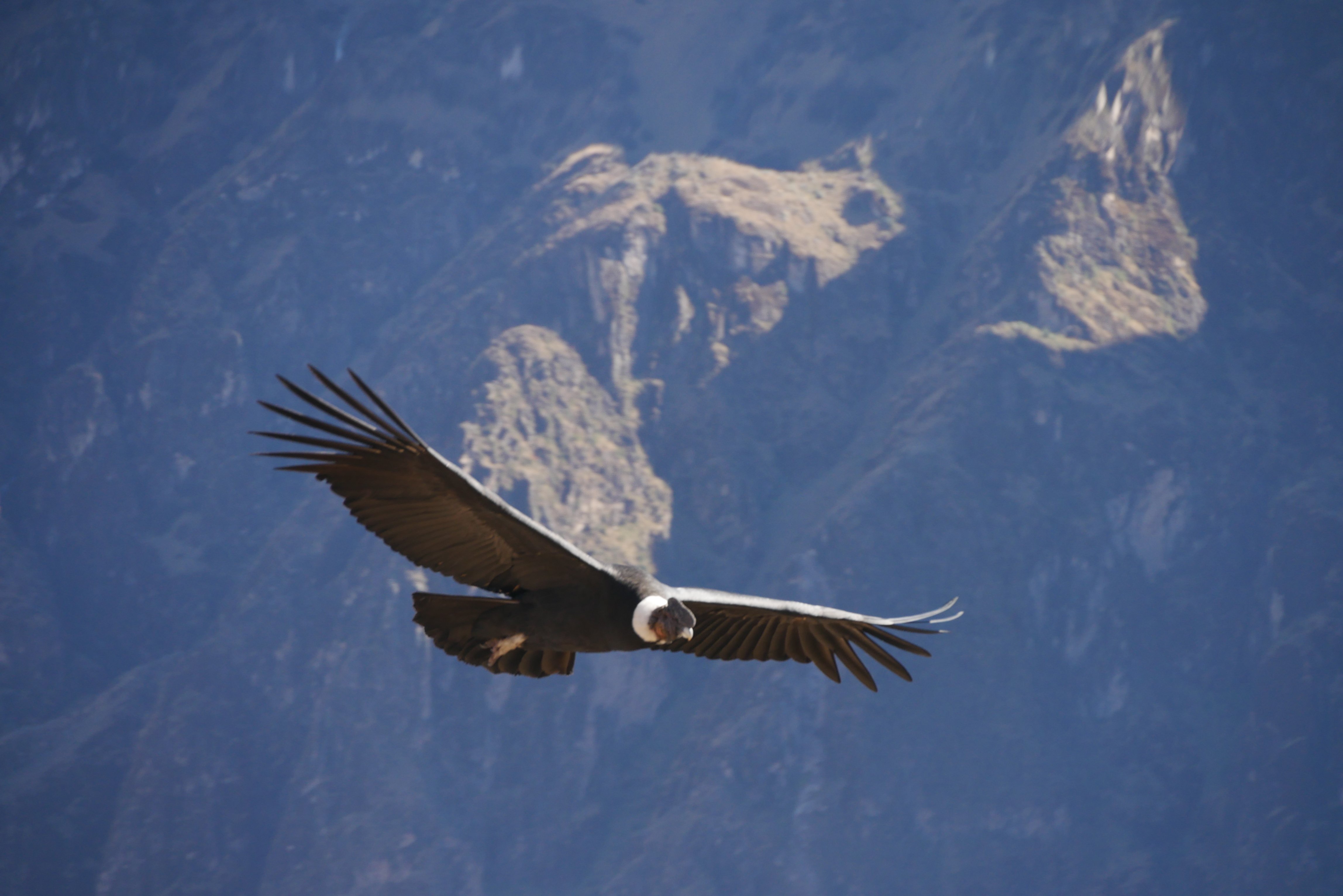 Nos trilhos do sul do Peru - Trek cânion de Colca - San Juan de Chuccho - Cabanaconde – Sibayo - Foto do dia