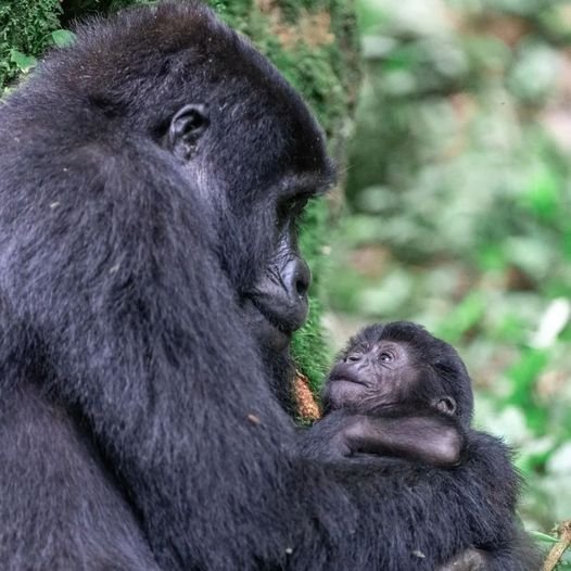 Experiência de Safári Grandioso de 14 Dias em Uganda - Trekking de Gorilas no Parque Nacional Mgahinga - Foto do dia