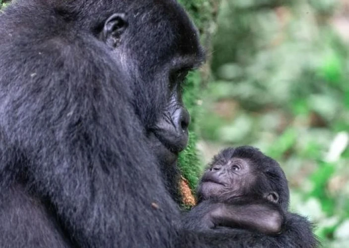 14-Day Grand Uganda Safari Experience - Gorilla Trekking in Mgahinga National Park - Photo of the day
