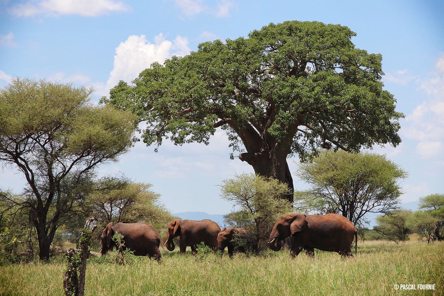 Tanzania Safari Esencial - Mto wa Mbu - Parque nacional de Tarangire - Eléphants et baobabs à Tarangire