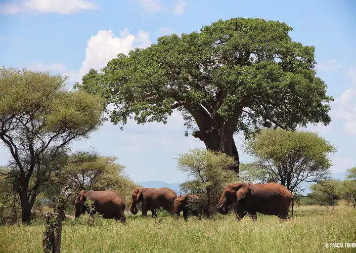 Tanzanie Safari Essentiel - Mto wa Mbu - Parc national de Tarangire - Eléphants et baobabs à Tarangire