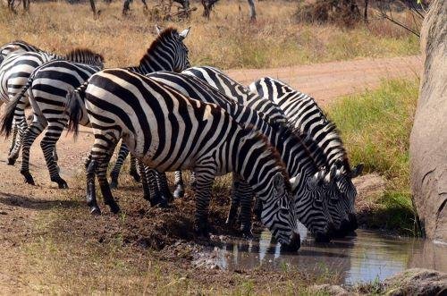 5 Day Serengeti & Ngorongoro Safari - Serengeti National Park (B, L, D) - Serengeti National Park (B, L, D)