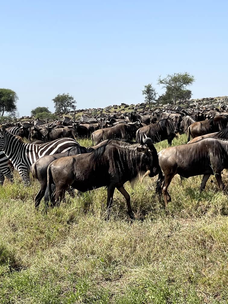 Safari de 8 días por la vida salvaje de Tanzania y la temporada de parto - Día completo en Ndutu (Safari de la temporada de parto) - Foto del día