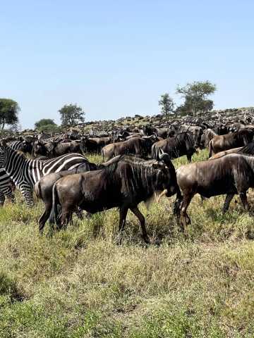 Safari de 8 jours en Tanzanie : faune et saison des naissances