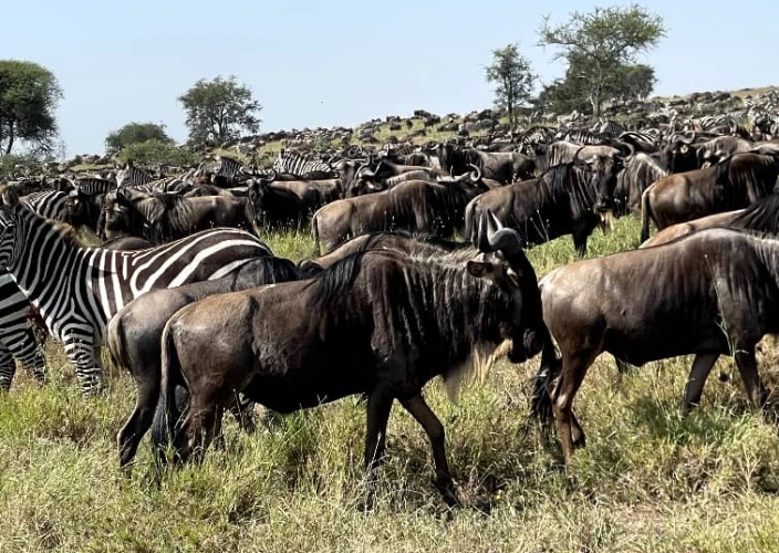 Safari de 8 días por la vida salvaje de Tanzania y la temporada de parto - Día completo en Ndutu (Safari de la temporada de parto) - Foto del día