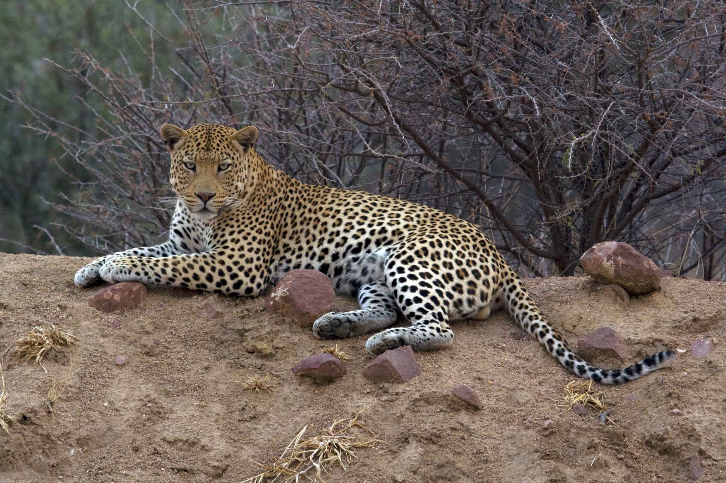 L'essence de Namibie - ETOSHA - OTJIWARONGO - AFRICAT FOUNDATION - ETOSHA - OTJIWARONGO - AFRICAT FOUNDATION