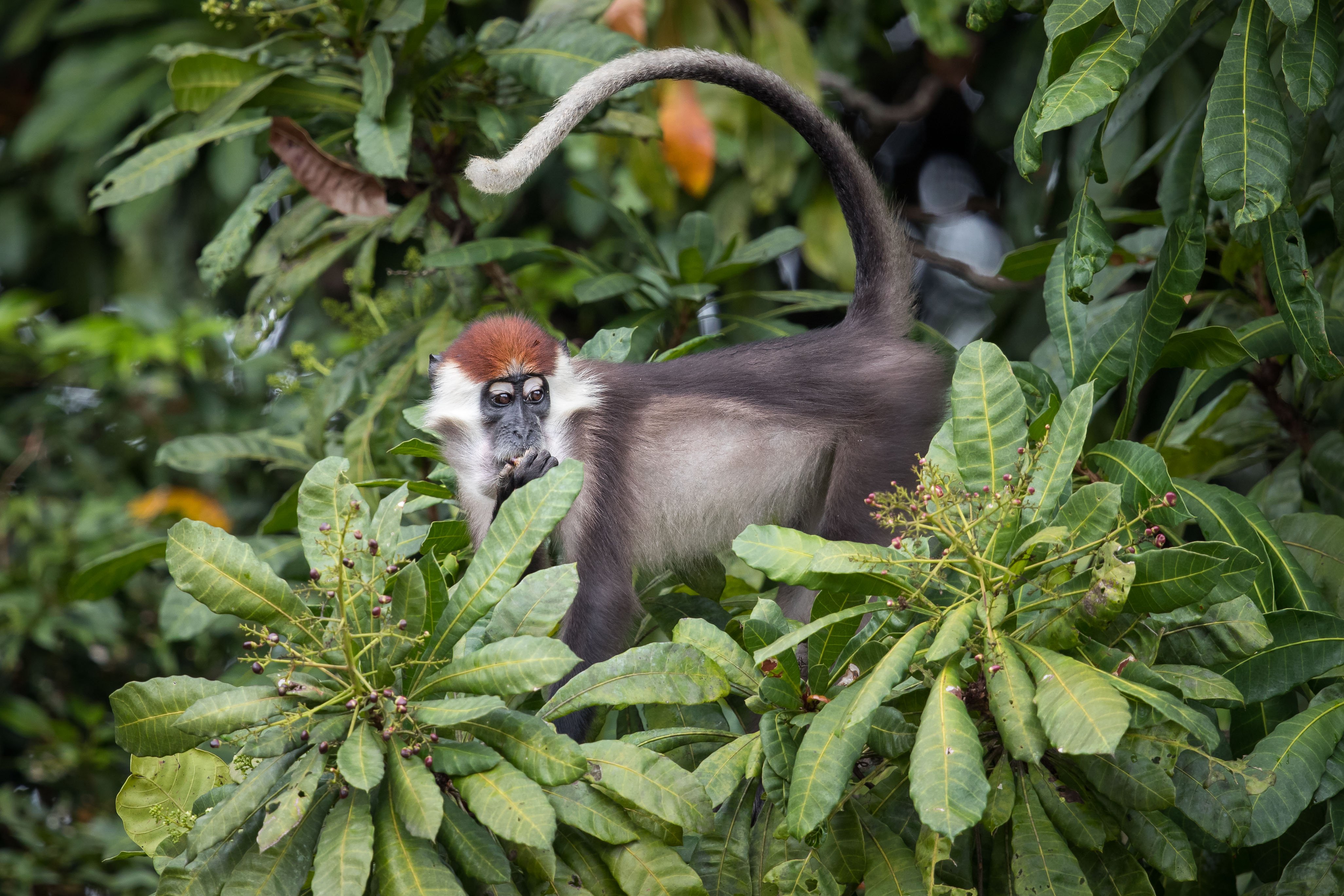 Experiência com Gorilas das Terras Baixas em África: Último Éden "GABÃO" - Descoberta do Parque nacional de Loango - Foto do dia