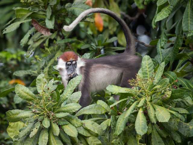 Experiência com Gorilas das Terras Baixas em África: Último Éden "GABÃO"