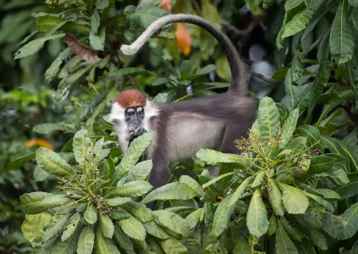 Experiência com Gorilas das Terras Baixas em África: Último Éden "GABÃO" - Descoberta do Parque nacional de Loango - Foto do dia