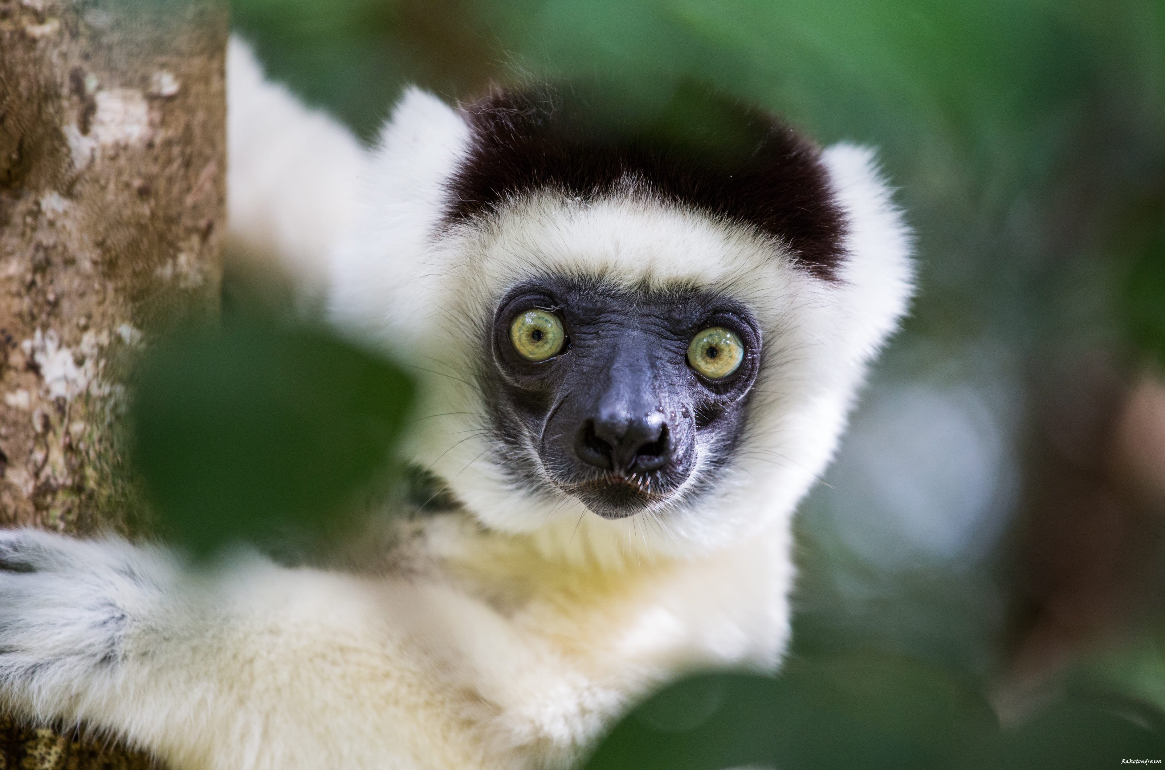 De ontdekking van het Zuiden en het Noorden - Fianarantsoa - Lemuren in het Anja-reservaat - Ranohira - Fianarantsoa - Lémuriens à la réserve d Anja - Ranohira