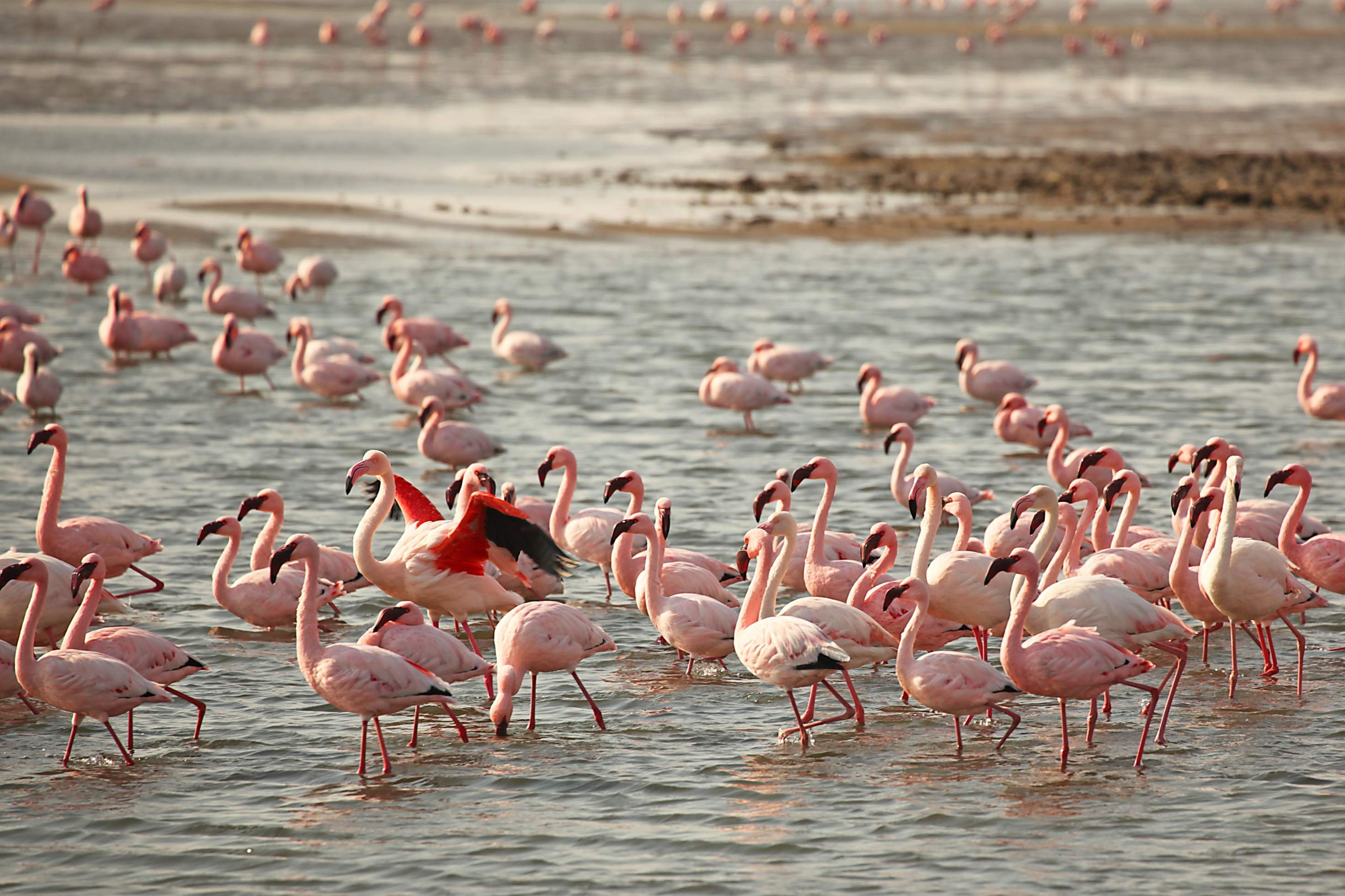 L'essence de Namibie - SWAKOPMUND - WALVIS BAY - SWAKOPMUND - SWAKOPMUND - WALVIS BAY - SWAKOPMUND