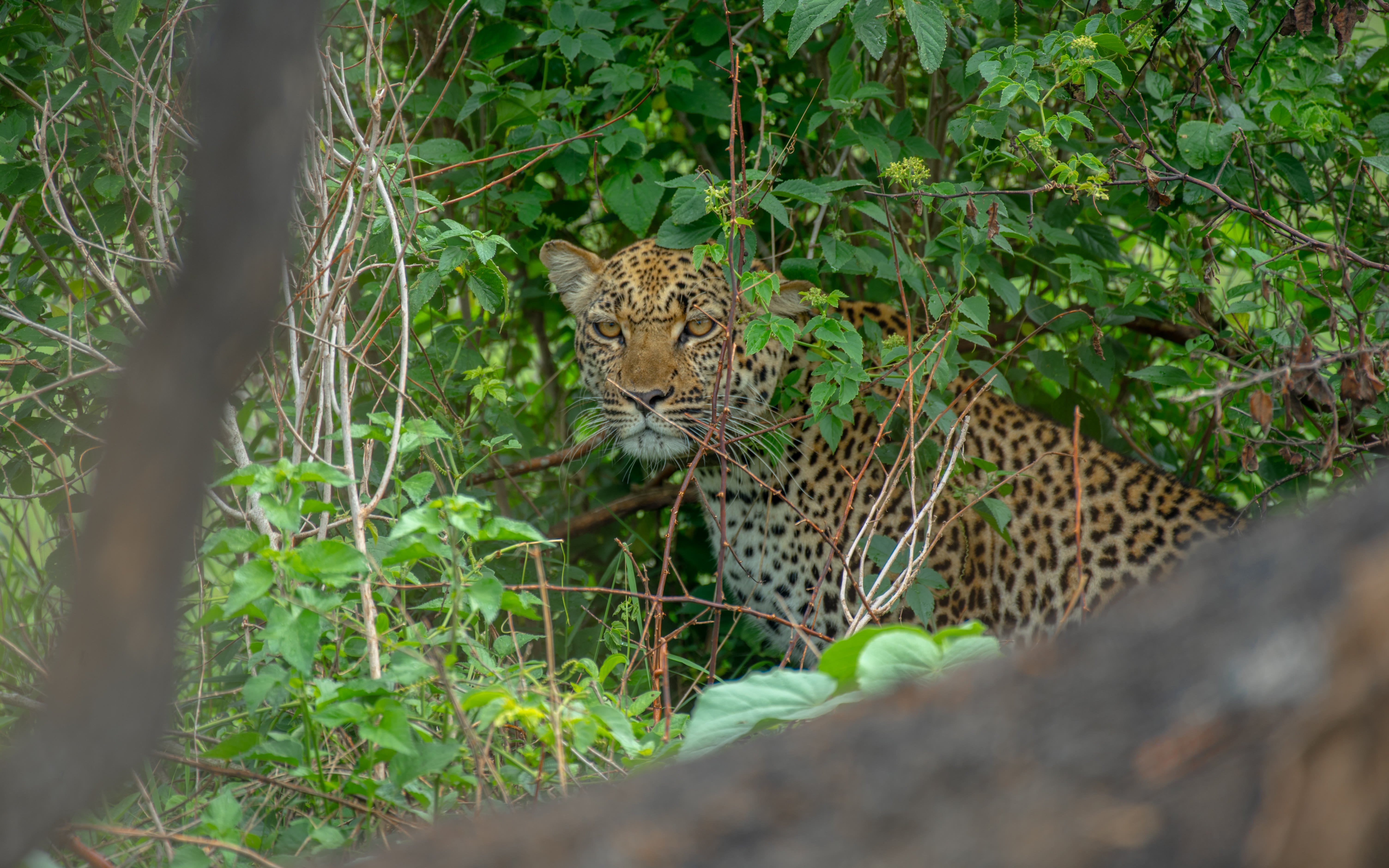 12 jours en Ouganda, exclusif de milieu de gamme, avec gorilles et safari animalier. - Transfert au lac Bunyonyi - Transfert au lac Bunyonyi