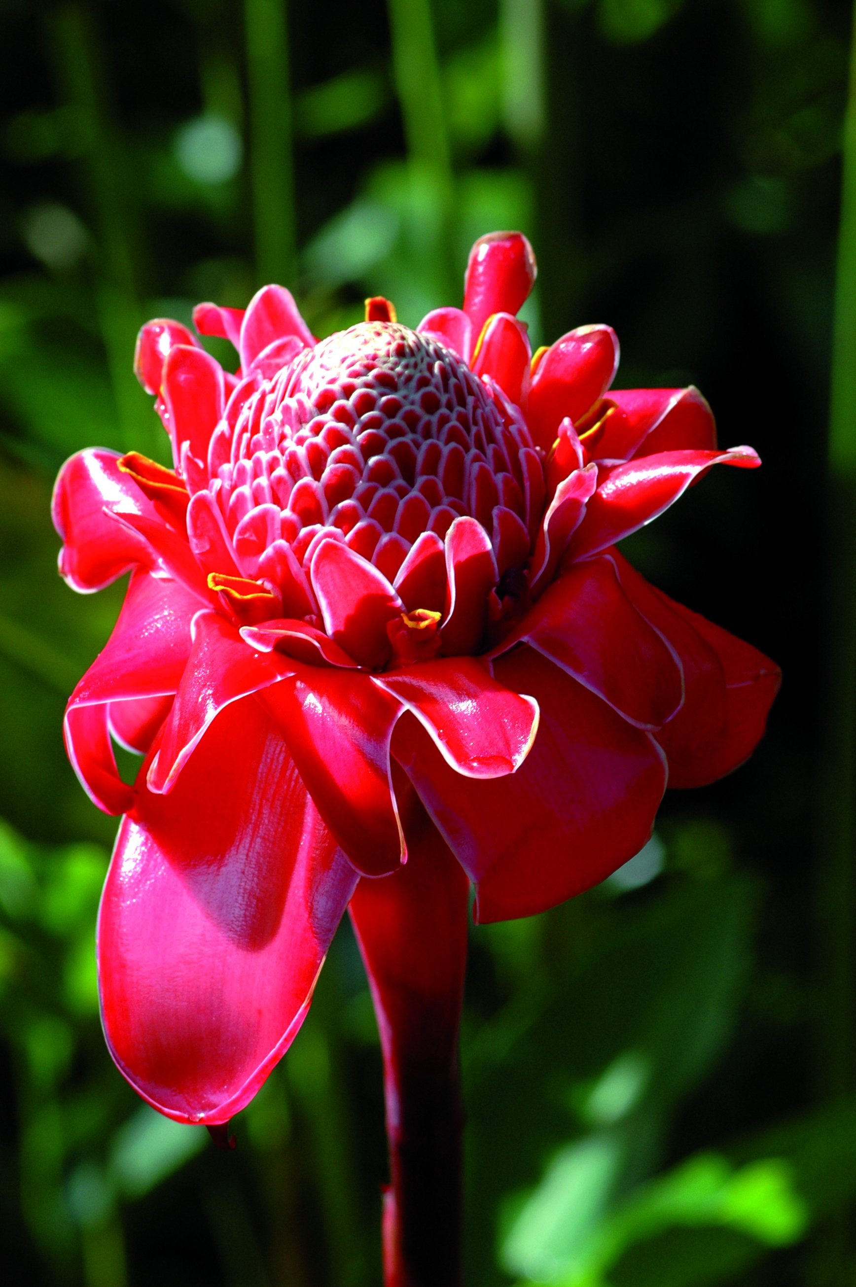Pacifique idyllique - Dominical - Aéroport Int. SJO (4h) - Dominical - Aéroport Int. SJO (4h)