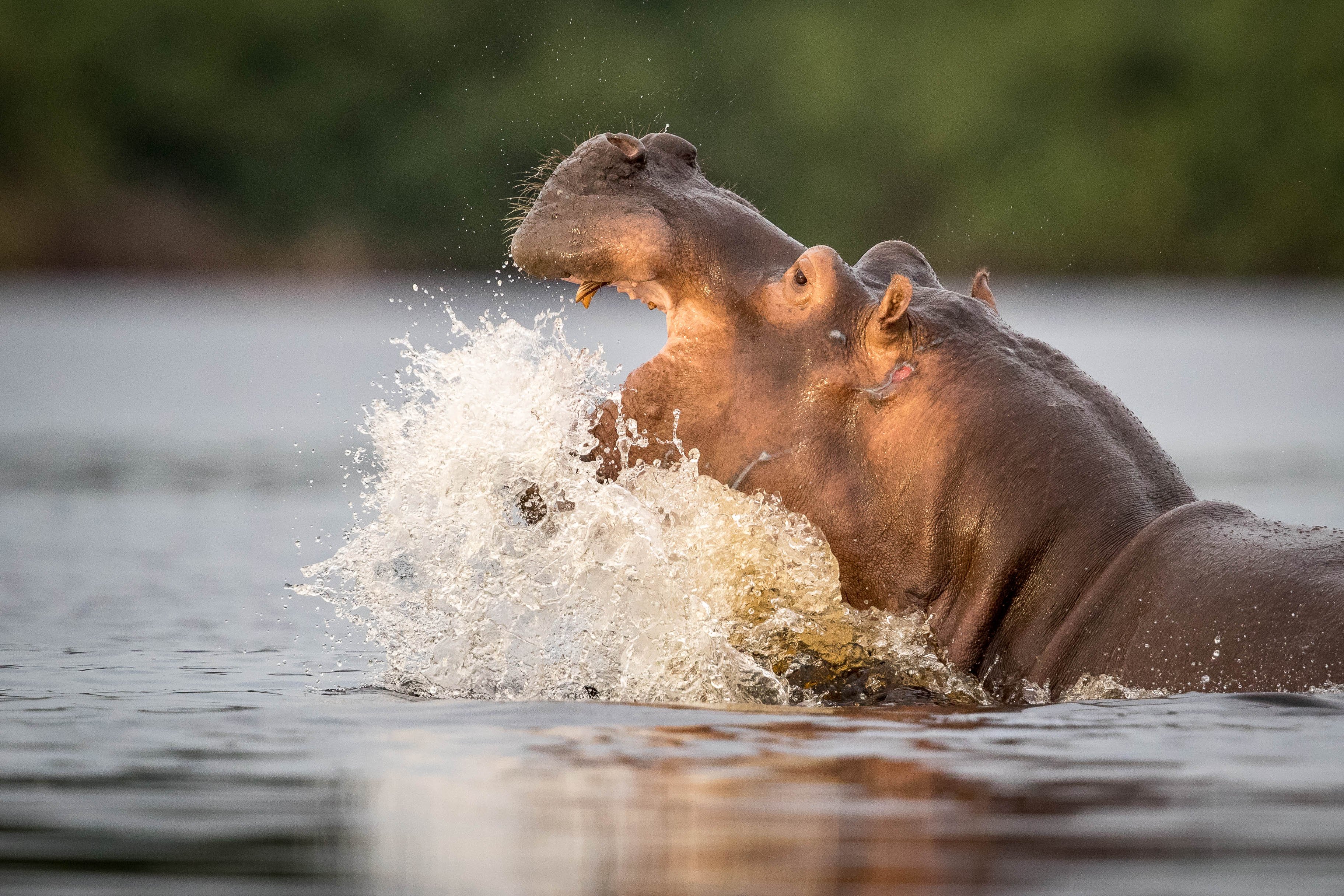Experiência com Gorilas das Terras Baixas em África: Último Éden "GABÃO" - Descoberta do Parque nacional de Loango - Foto do dia