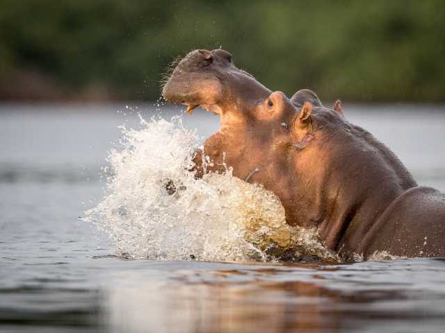 Experiência com Gorilas das Terras Baixas em África: Último Éden "GABÃO"