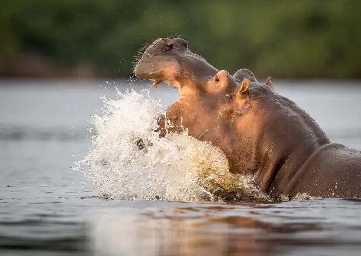 Experiência com Gorilas das Terras Baixas em África: Último Éden "GABÃO" - Descoberta do Parque nacional de Loango - Foto do dia