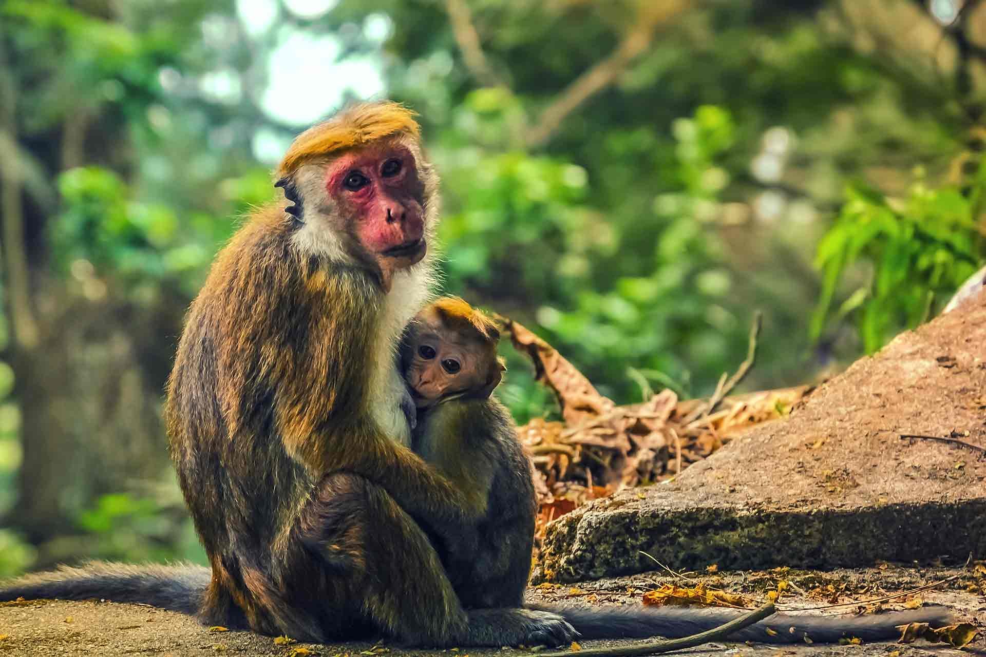 Sri Lanka: 50 tinten groen - Kandy naar Maussawa (3u) - Kandy à Maussawa  (3h)