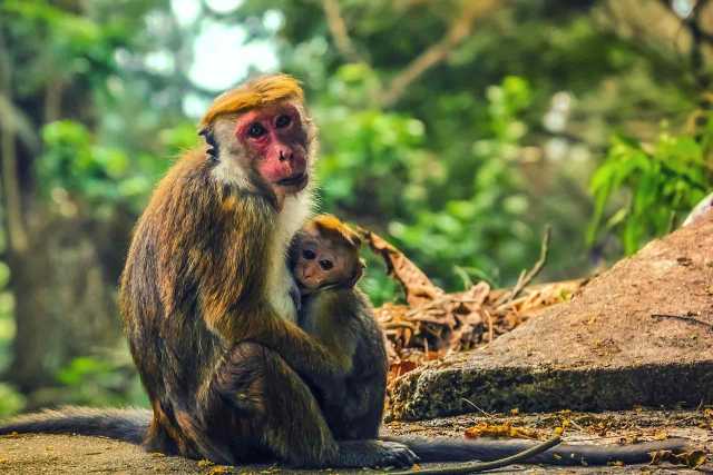 Sri Lanka: 50 tinten groen