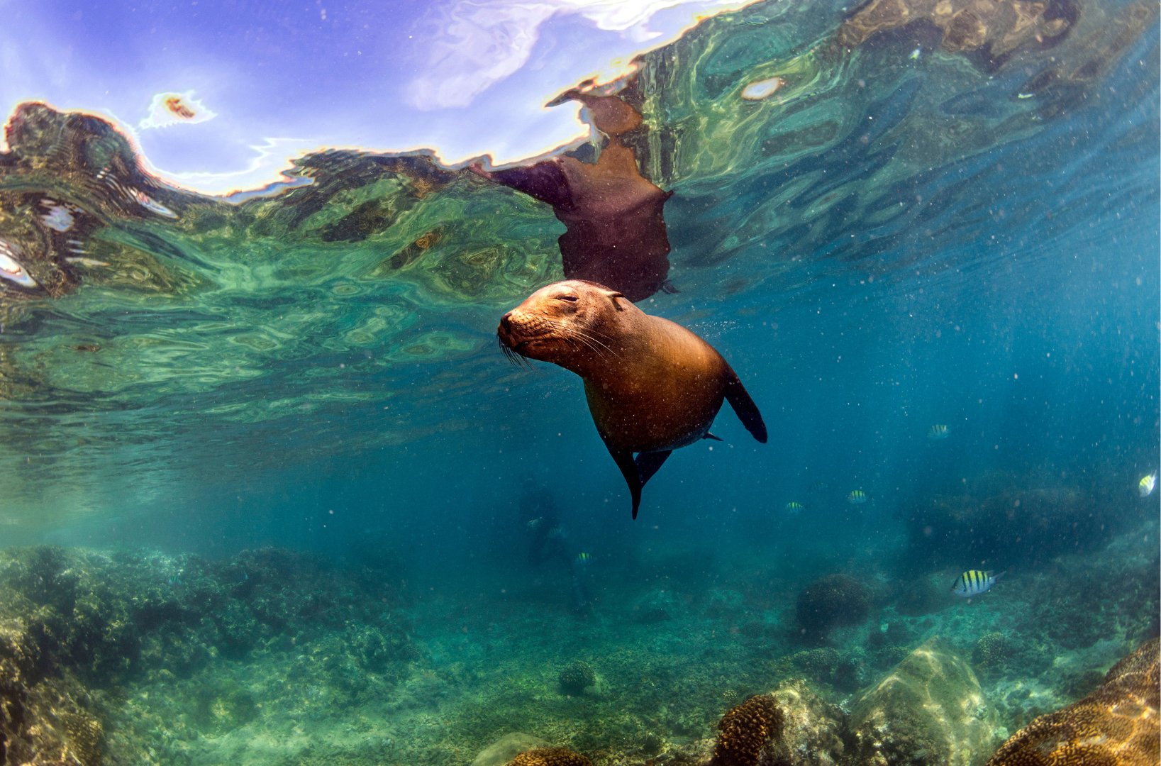 Galápagos-Kreuzfahrt an Bord der Golondrina - Baltra und Mosquera - Tagesfoto