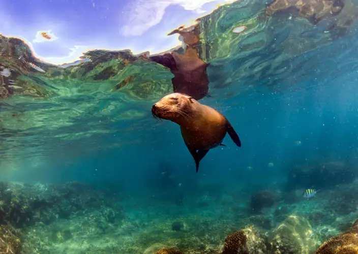 Cruzeiro às Galápagos a bordo do Golondrina - Baltra e Mosquera - Foto do dia