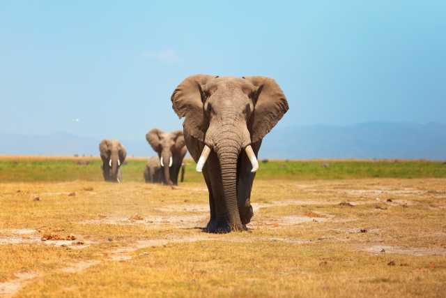 6 Tage - Kenia Majestic Private Safari
