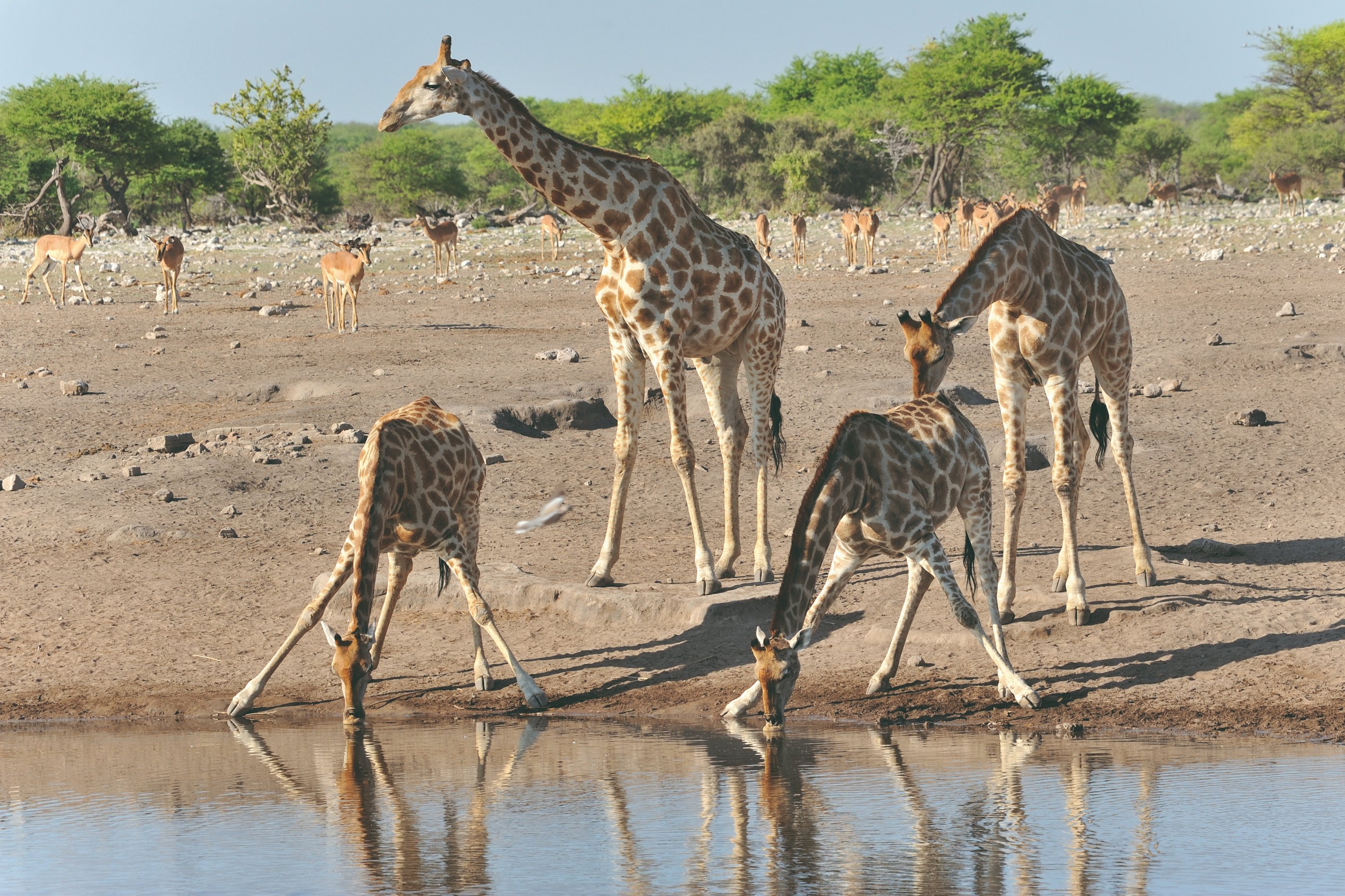 El gran Namib - Parque Nacional de Etosha - Parc National d'Etosha