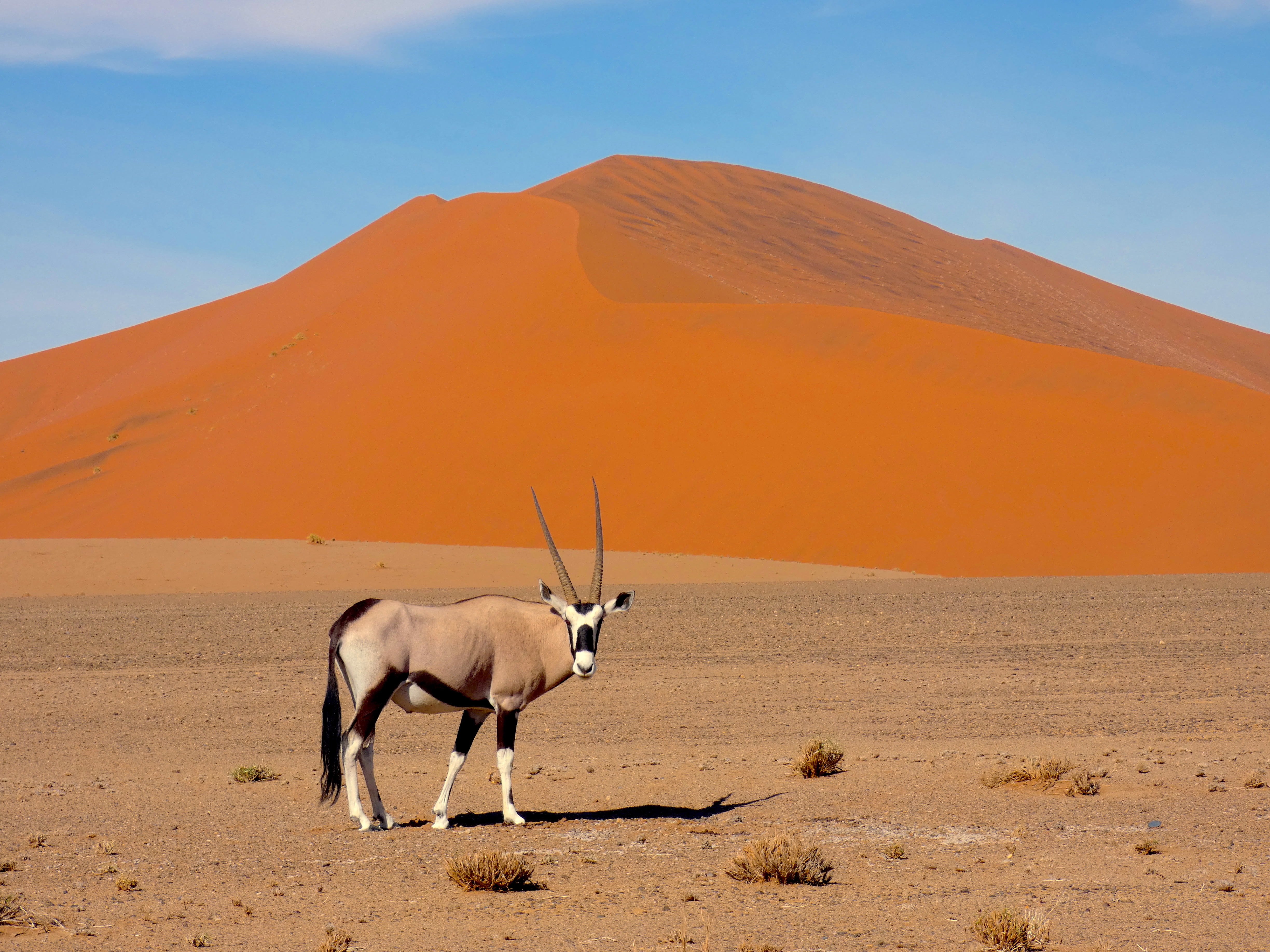 Excursion de 5 jours dans le désert de Namibie - Sossusvlei Coastal - Jour 2 : NamibRand Nature Reserve (Désert du Namib) - Jour 2: NamibRand Nature Reserve (Désert de Namib)