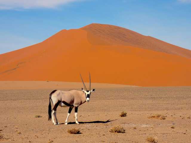 Excursión de 5 días por el desierto de Namibia - Sossusvlei Coastal