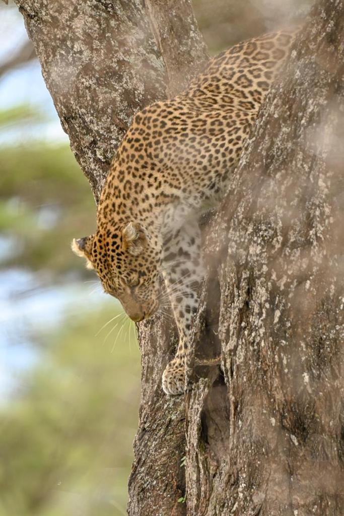 8-Day Safari & Beach Getaway in Tanzania - Serengeti to Ngorongoro Crater - Photo of the day